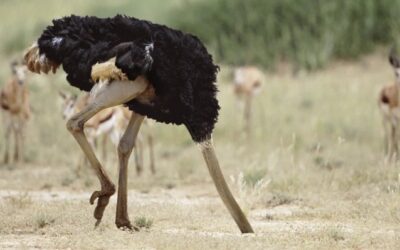 Ostrich Syndrome – Self-Deception or Duplicity?