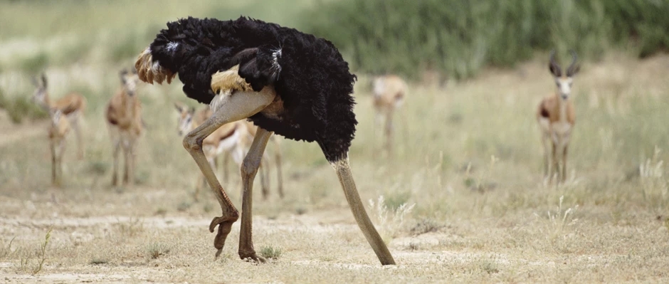 Ostrich Syndrome – Self-Deception or Duplicity?